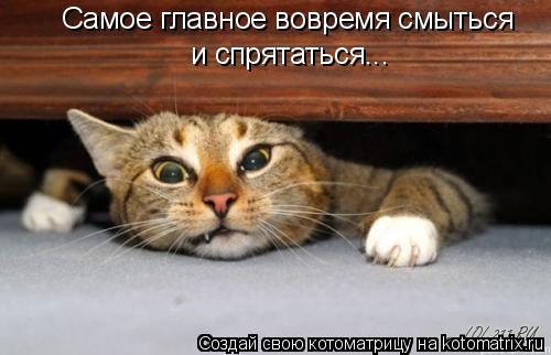Самое главное вовремя смыться и спрятаться...... Котоматрица: Самое главное вовремя смыться и спрятаться...