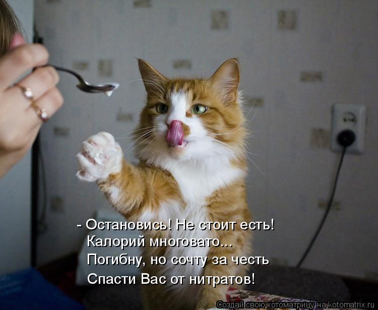 - Остановись! Не стоит есть! Калорий многовато... Погибну, но сочту за честь Спасти Вас от нитратов!... Котоматрица: - Остановись! Не стоит есть! Калорий многовато... Погибну, но сочту за честь Спасти Вас от нитратов!