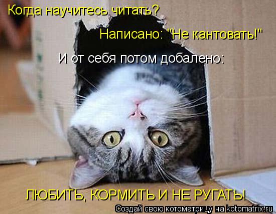Котоматрица: Когда научитесь читать? Написано: "Не кантовать!" И от себя потом добалено: ЛЮБИТЬ, КОРМИТЬ И НЕ РУГАТЬ!