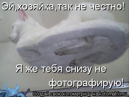 Эй,хозяйка,так не честно! Я же тебя снизу не фотографирую!... Котоматрица: Эй,хозяйка,так не честно! Я же тебя снизу не фотографирую!