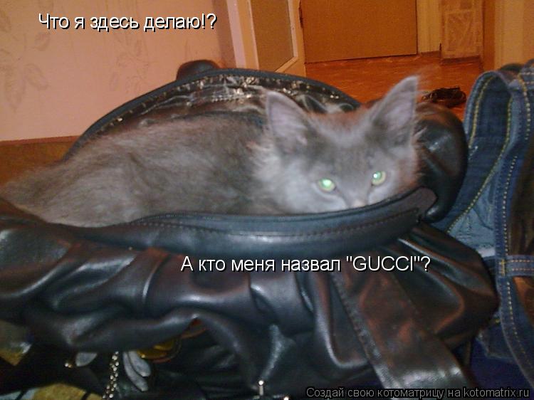 Котоматрица: Что я здесь делаю!?  Что я здесь делаю!?  А кто меня назвал "GUCCI"?