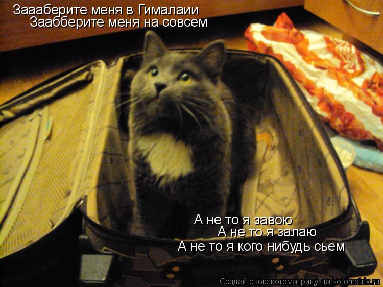 Котоматрица: Заааберите меня в Гималаии Заабберите меня на совсем А не то я завою А не то я залаю А не то я кого нибудь сьем
