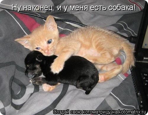 Котоматрица: Ну наконец, и у меня есть собака!