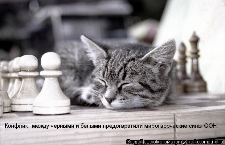 Котоматрица: Конфликт между черными и белыми предотвратили миротворческие силы ООН.