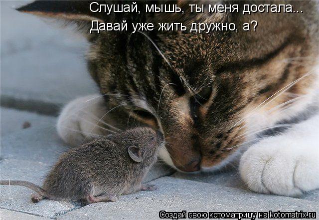 Котоматрица: Слушай, мышь, ты меня достала... Давай уже жить дружно, а?