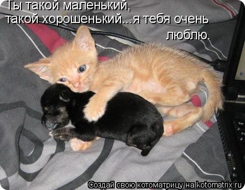 Котоматрица: Ты такой маленький,  такой хорошенький...я тебя очень люблю.
