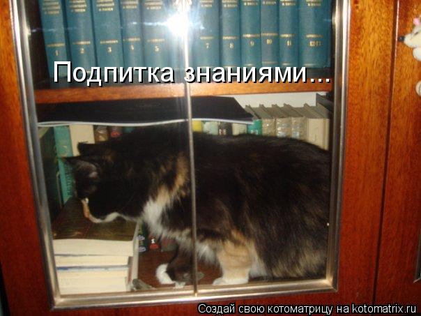Подпитка знаниями...... Котоматрица: Подпитка знаниями...