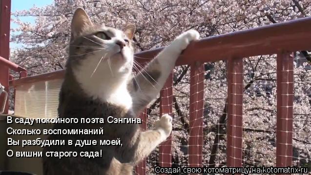 Котоматрица: В саду покойного поэта Сэнгина Сколько воспоминаний Вы разбудили в душе моей, О вишни старого сада!
