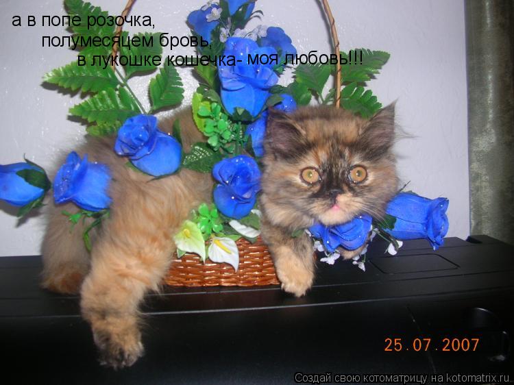 Котоматрица: а в попе розочка, полумесяцем бровь, в лукошке кошечка- моя любовь!!!