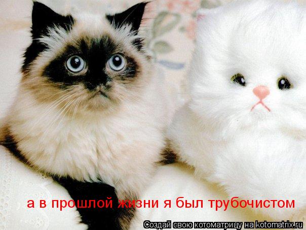 Котоматрица: а в прошлой жизни я был трубочистом