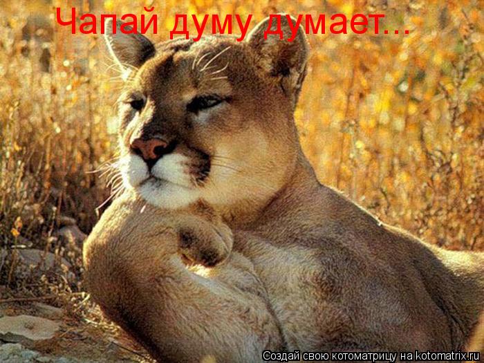Котоматрица: Чапай думу думает...