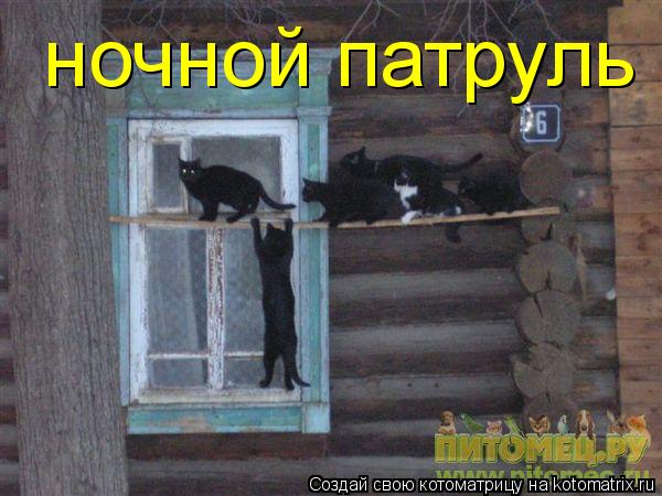 Котоматрица: ночной патруль