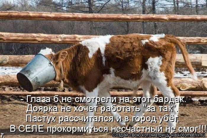 - Глаза б не смотрели на этот бардак. Доярка не хочет работать "за так". Пастух рассчитался и в горо... Котоматрица: - Глаза б не смотрели на этот бардак. Доярка не хочет работать "за так". Пастух рассчитался и в город убёг, В СЕЛЕ прокормиться несчастный не