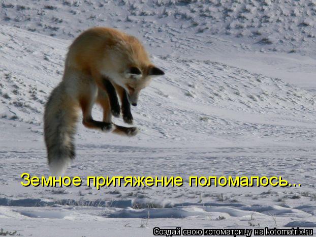 Котоматрица: Земное притяжение поломалось...