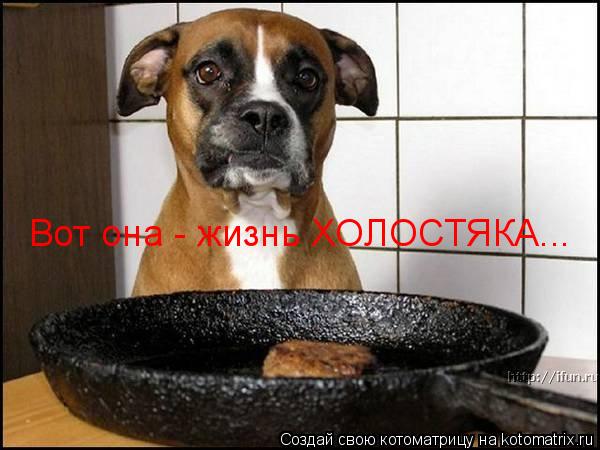 Котоматрица: Вот она - жизнь ХОЛОСТЯКА...