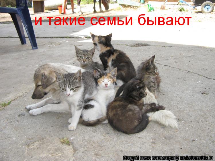 Котоматрица: и такие семьи бывают