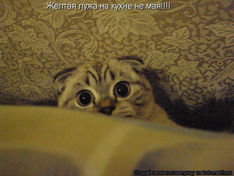 Котоматрица: Жёлтая лужа на кухне не мая!!!!