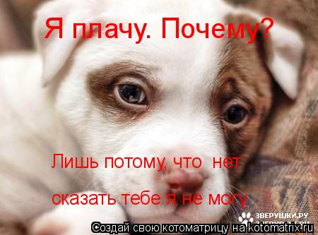 Котоматрица: Я плачу. Почему? Лишь потому, что «нет»  сказать тебе я не могу.