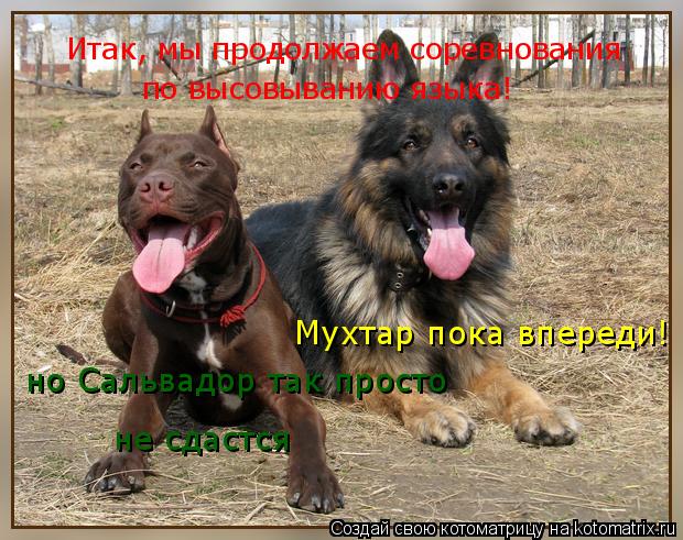 Котоматрица: Итак, мы продолжаем соревнования по высовыванию языка! Мухтар пока впереди! но Сальвадор так просто не сдастся