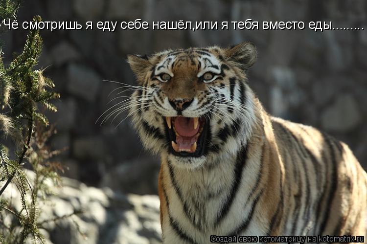 Котоматрица: Чё смотришь я еду себе нашёл,или я тебя вместо еды.........