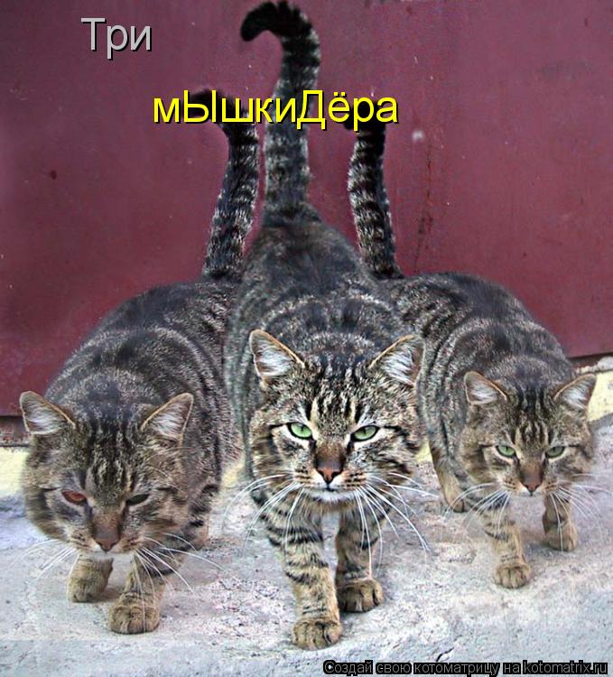 Котоматрица: Три мЫшкиДёра
