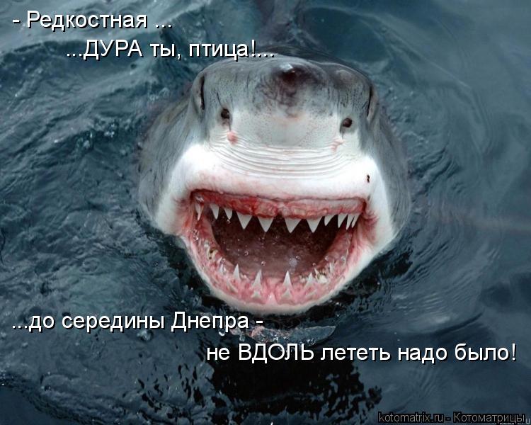 Котоматрица: - Редкостная ... ...ДУРА ты, птица!... ...до середины Днепра - не ВДОЛЬ лететь надо было!