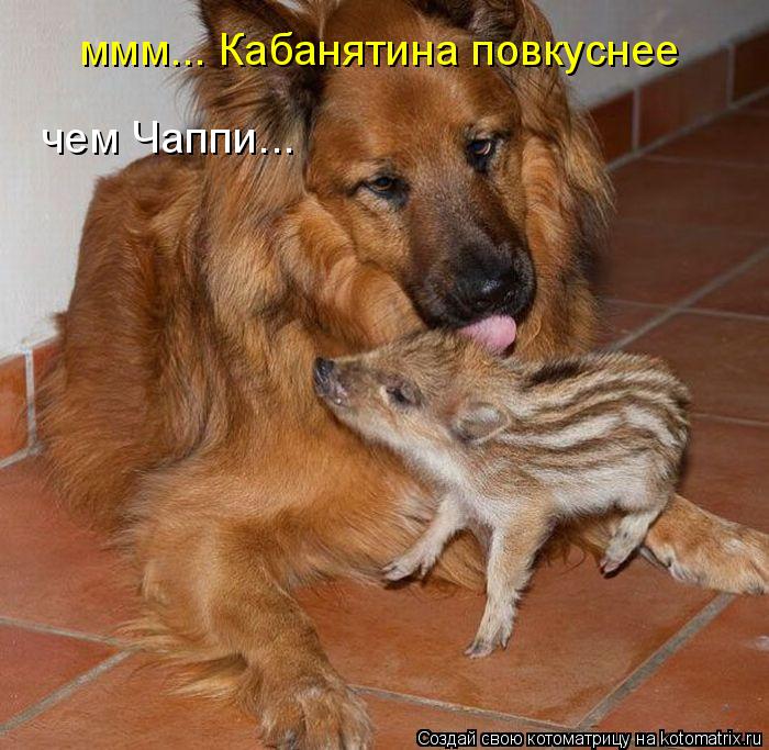 Котоматрица: ммм... Кабанятина повкуснее чем Чаппи...