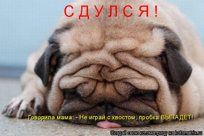 Котоматрица: С Д У Л С Я ! Говорила мама: - Не играй с хвостом, пробка ВЫПАДЕТ!