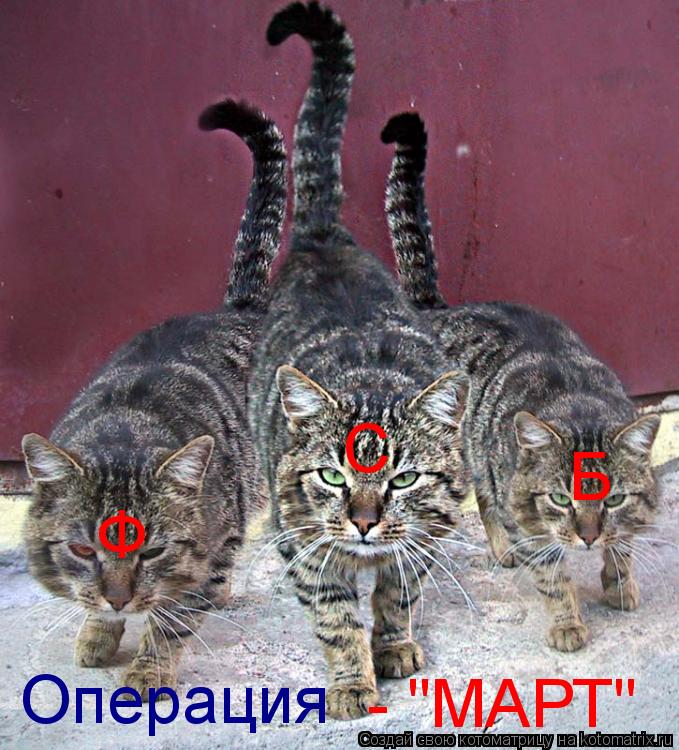 Котоматрица: С Б Ф Операция - "МАРТ"