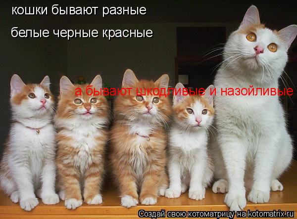 Котоматрица: кошки бывают разные белые черные красные а бывают шкодливые и назойливые