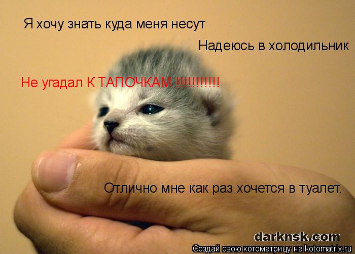 Котоматрица: Я хочу знать куда меня несут  Надеюсь в холодильник Не угадал К ТАПОЧКАМ !!!!!!!!!!! Отлично мне как раз хочется в туалет.
