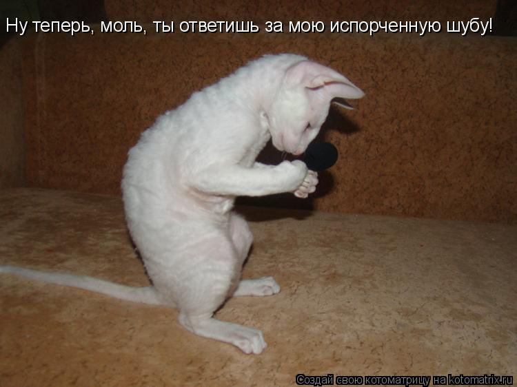 Котоматрица: Ну теперь, моль, ты ответишь за мою испорченную шубу!