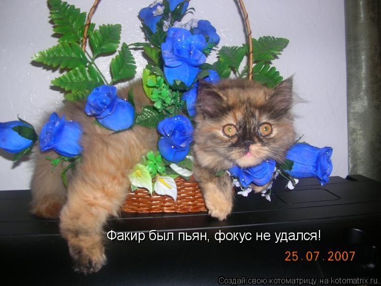 Котоматрица: Факир был пьян, фокус не удался!