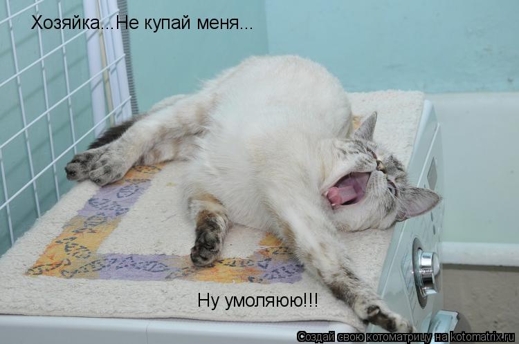 Котоматрица: Хозяйка...Не купай меня... Ну умоляюю!!!
