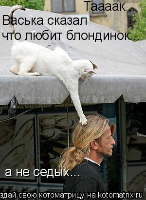 Котоматрица: Таааак... Васька сказал что любит блондинок... а не седых...