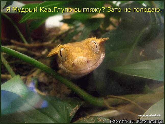 Котоматрица: Я Мудрый Каа.Глупо выгляжу? Зато не голодаю.