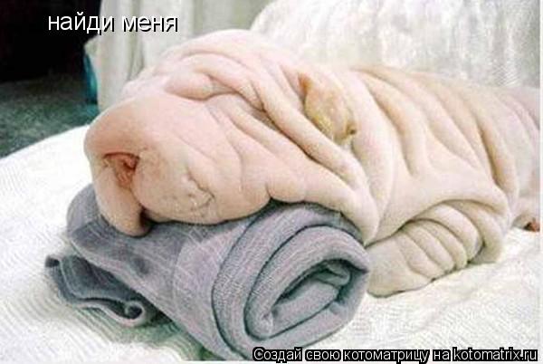 Котоматрица: найди меня