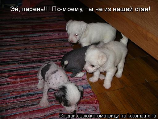 Котоматрица: Эй, парень!!! По-моему, ты не из нашей стаи!
