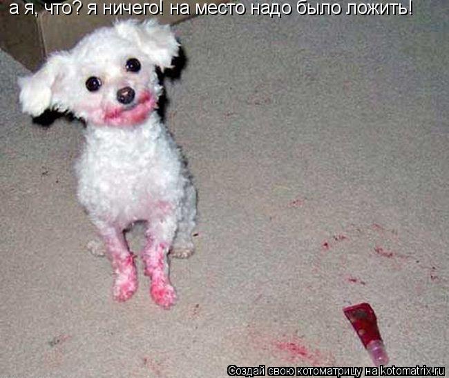 Котоматрица: а я, что? я ничего! на место надо было ложить!