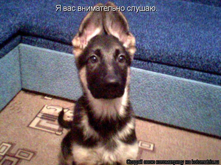 Я вас внимательно слушаю.... Котоматрица: Я вас внимательно слушаю.