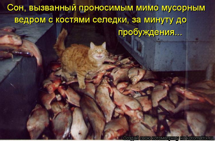 Сон, вызванный проносимым мимо мусорным ведром с костями селедки, за минуту до пробуждения...... Котоматрица: Сон, вызванный проносимым мимо мусорным ведром с костями селедки, за минуту до пробуждения...