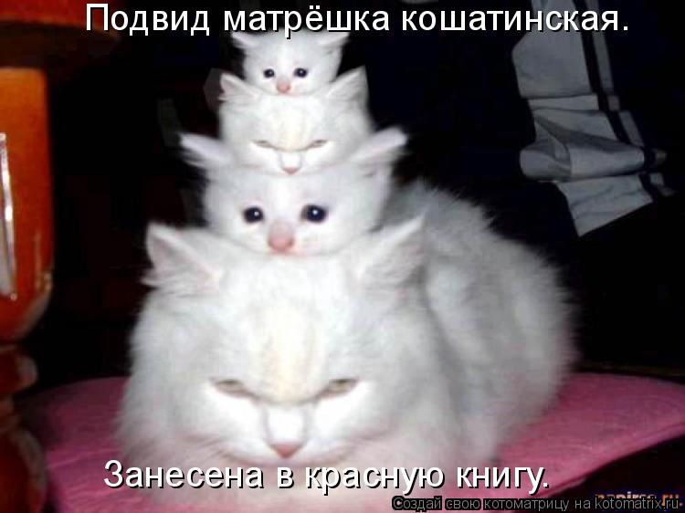 Котоматрица: Подвид матрёшка кошатинская. Занесена в красную книгу.