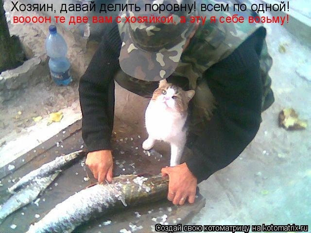 Котоматрица: Хозяин, давай делить поровну! всем по одной! воооон те две вам с хозяйкой, а эту я себе возьму!