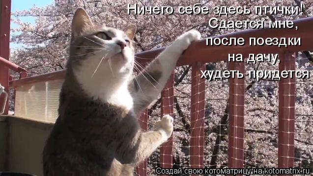 Котоматрица: Ничего себе здесь птички! Сдается мне,  после поездки  на дачу,  худеть придется