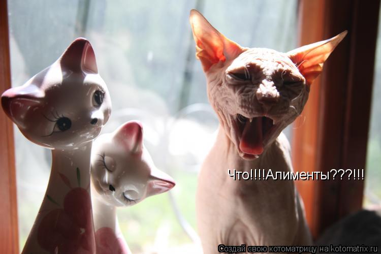 Котоматрица: Что!!!!Алименты???!!!