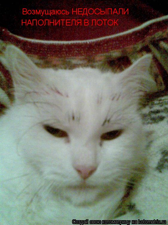 Котоматрица: Возмущаюсь НЕДОСЫПАЛИ  НАПОЛНИТЕЛЯ В ЛОТОК