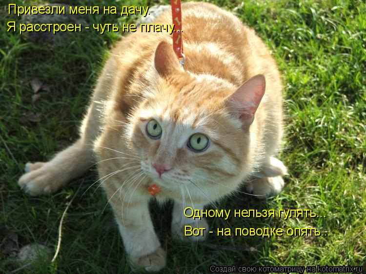 Привезли меня на дачу. Я расстроен - чуть не плачу... Одному нельзя гулять... Вот - на поводке опять.... Котоматрица: Привезли меня на дачу. Я расстроен - чуть не плачу... Одному нельзя гулять... Вот - на поводке опять...