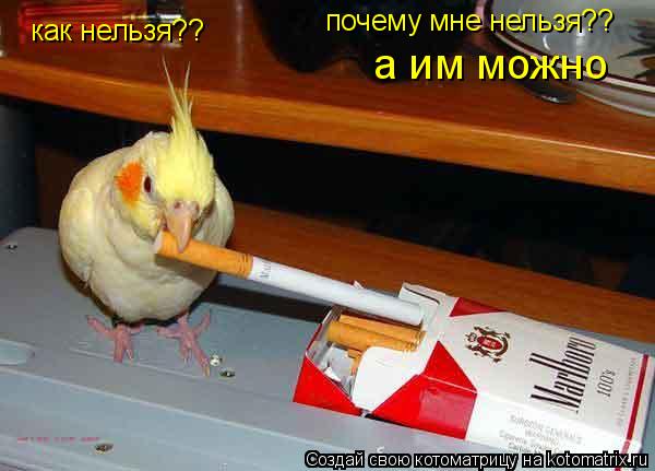 как нельзя?? почему мне нельзя?? а им можно... Котоматрица: как нельзя?? почему мне нельзя?? а им можно