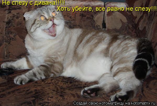 Не слезу с дивана!!!!! Хоть убейте, все равно не слезу!!!... Котоматрица: Не слезу с дивана!!!!! Хоть убейте, все равно не слезу!!!
