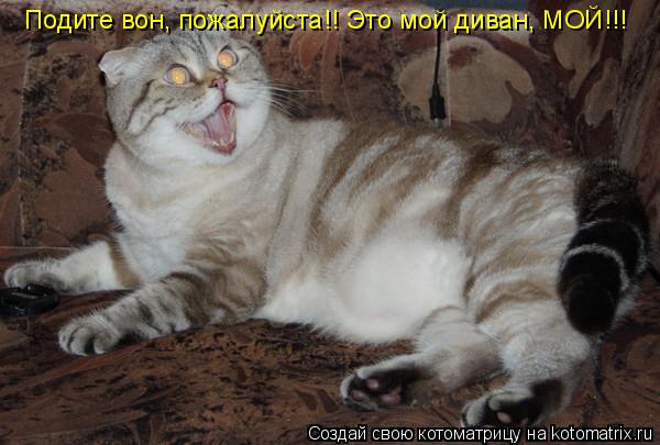 Подите вон, пожалуйста!! Это мой диван, МОЙ!!!... Котоматрица: Подите вон, пожалуйста!! Это мой диван, МОЙ!!!